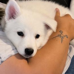 Tig-lowered cost due to new litter born - White male German Shepherd puppy in Yuba City, California from Barton’s German Shepherds