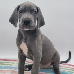 Cash - Blue male Great Dane puppy in Kannapolis, North Carolina from Carolina Great Danes & Toy Poodles