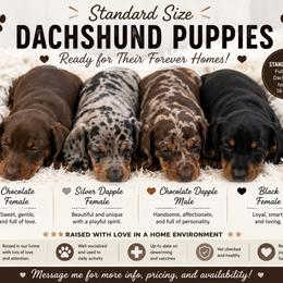 Dachshund Puppies from Southern Doxie