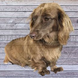 Daisy - Dachshund