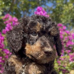 Mocha - Brown male Poodle puppy in Corona, California from Garden Of Poodles