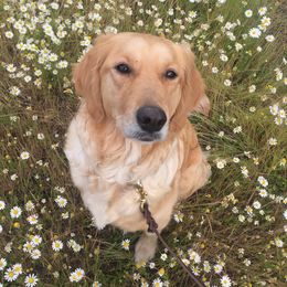 Sam - Goldendoodle