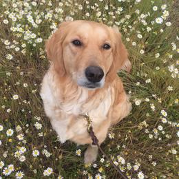 Sam - Goldendoodle