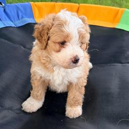 Buzz - Yellow and white male Bernedoodle puppy in Lincoln, Nebraska from GRand Doodles