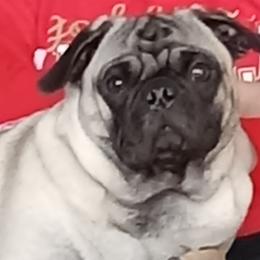 Sassy - Pug