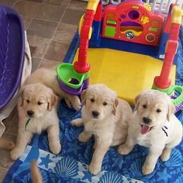Golden Retrievers from K-Jen Goldens