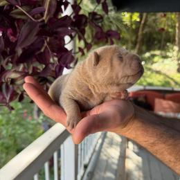 Phantom - Lilac dilute male Chinese Shar-Pei puppy in Auburn, Kansas from Justin's Chinese Shar-Pei