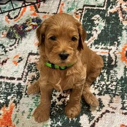 Dopey- Green - Red  male Goldendoodle puppy in Bay City, Texas from Charming Doods Goldendoodles
