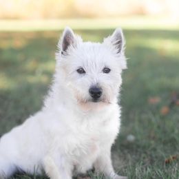 Everest - West Highland White Terrier