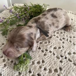 Cockapoo and Dachshund Puppies from Cochran's Cockapoo's