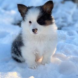 Pembroke Welsh Corgi Puppies from Hayday Ranch Corgis