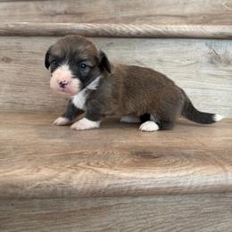 Skittles (Fluffy) - Sable female Pembroke Welsh Corgi puppy in Phelan, California from Desert Sunset Pembroke Welsh Corgis