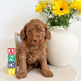 Rex - Caramel red male Australian Labradoodle puppy in Palmdale, California from Pixie Doodle Paws