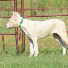 Dogo Argentino and Pembroke Welsh Corgi Puppies from Storm Dogos & Country Corgis