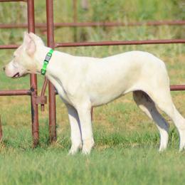 Dogo Argentino and Pembroke Welsh Corgi Puppies from Storm Dogos & Country Corgis