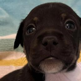 Boston Terriers and Rat Terriers from Sugar Baby Bostons