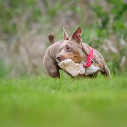 Tupi - Teddy Roosevelt Terrier