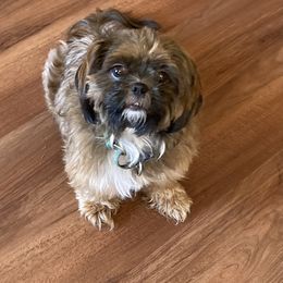 Tess - Shih Tzu