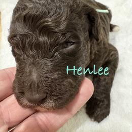 Henlee - Brown male Poodle puppy in Carrollton, Georgia from Dande Poodles, LLC