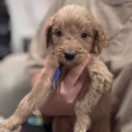 Dark Blue - Apricot male Goldendoodle puppy in Bakersfield, California from Lavish Doodles