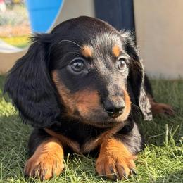 Pillow-Cat - Black and tan female Dachshund puppy in Duncan, Arizona from Bootheel Doxies & Poms