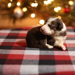 Girl 7 - Tri-color female Border Collie puppy in Cadiz, Ohio from Graham Livestock