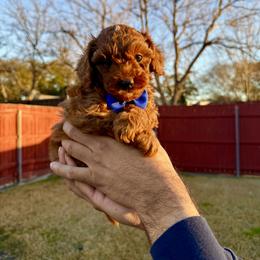 Poodle Puppies from PRETTY IN RED POODLES