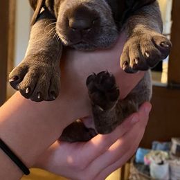 German Shorthaired Pointers from Teresa Holdeman's German Shorthaired Pointers
