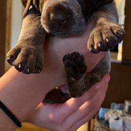 German Shorthaired Pointers from Teresa Holdeman's German Shorthaired Pointers