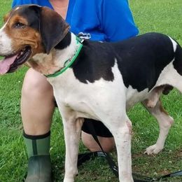 Rooster - Treeing Walker Coonhound