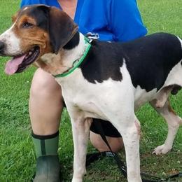 Rooster - Treeing Walker Coonhound