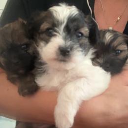 Shih Tzus from Angel babies