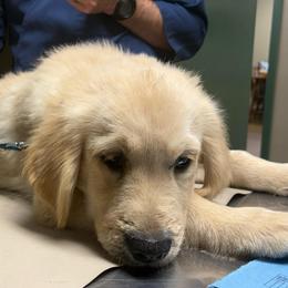Bangles - Light golden male Golden Retriever puppy in Grant County, Indiana from On The Sunny Side Pavey Farms