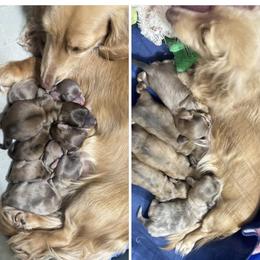 Dachshund Puppies from hHamilton Creek long haired mini dachshunds
