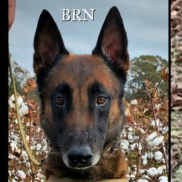 Kane  - Belgian Malinois