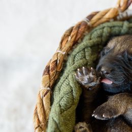 German Shepherd Puppies from Platz German Shepherds