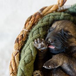 German Shepherd Puppies from Platz German Shepherds