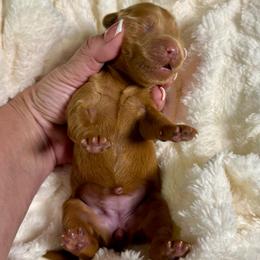 London - Red  female Goldendoodle puppy in Haltom City, Texas from Ohana Doodles