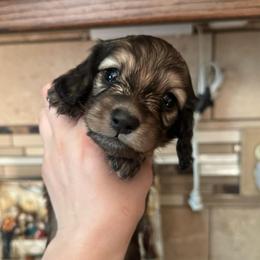 Moe - Cream male Dachshund puppy in Yuba City, California from Mulberry Dachshunds