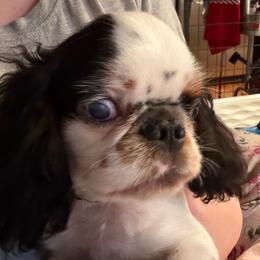Micheal - Black white and tan male English Toy Spaniel puppy in Pennsylvania from Enchanting Charlies