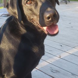 Labrador Retrievers from VK Labradors