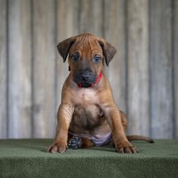 Mr. Red - Rd whtn blk nose male Rhodesian Ridgeback puppy in Hillman, Minnesota from Rhoxwood Kennel