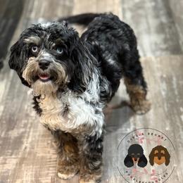 Tigerlilly - Cockapoo