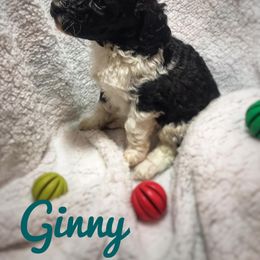 Poodle Puppies from Authentic Poodle Co