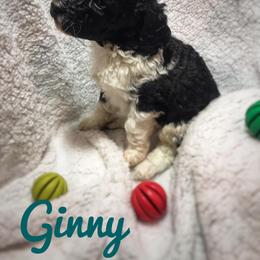 Poodle Puppies from Authentic Poodle Co