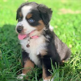 Dora ASDR - Black tri female Miniature Australian Shepherd puppy in Polk City, Florida from Skaky Shepherds