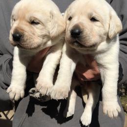 Golden Retriever and Labrador Retriever Puppies from Golden Hills Retrievers