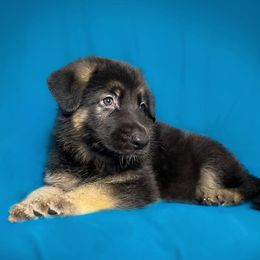 German Shepherds from Southern Gateway German Shepherds
