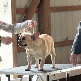 Mabel - French Bulldog