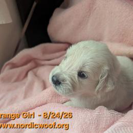 Orange Girl - Light golden female Golden Retriever puppy in Peoria, Arizona from Nordic Woof's Golden Retrievers